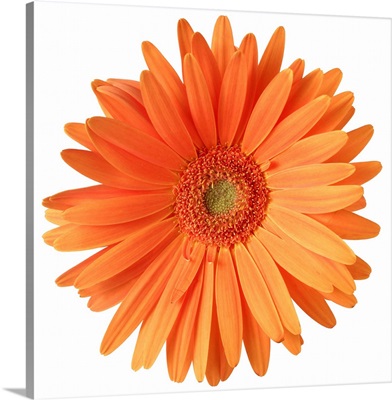 Orange Gerber daisy
