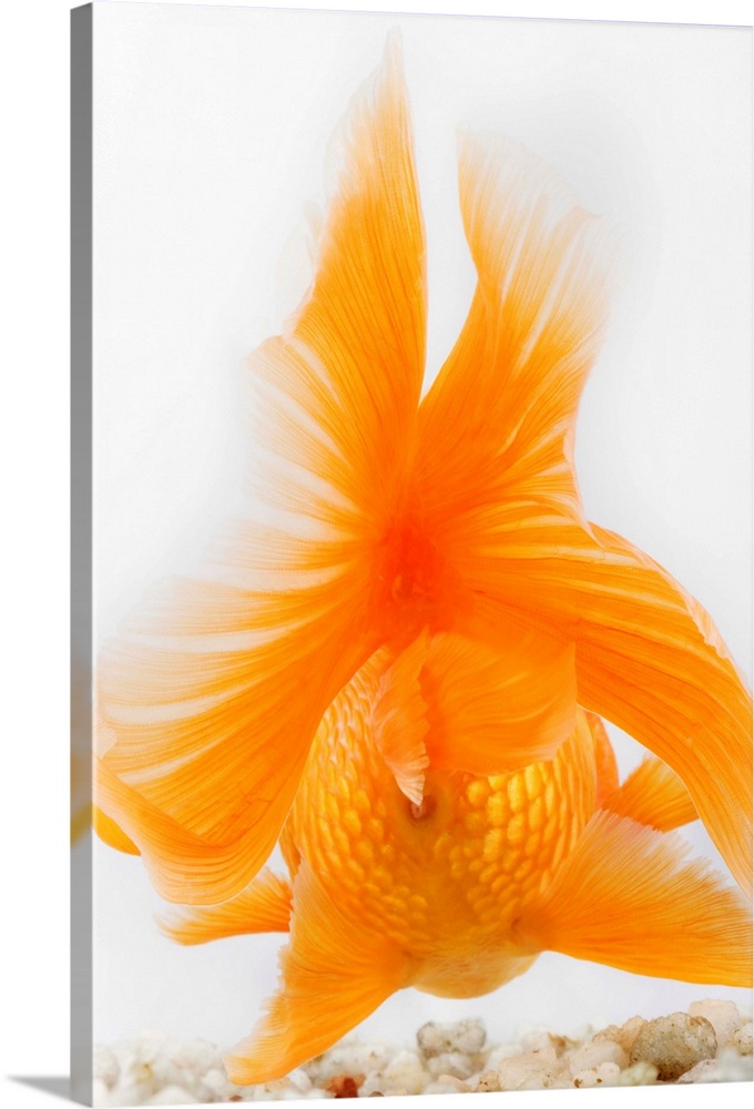 Orange lionhead goldfish (Carassius auratus).  Hooded variety of fancy goldfish. Back view. Studio shot against white back...