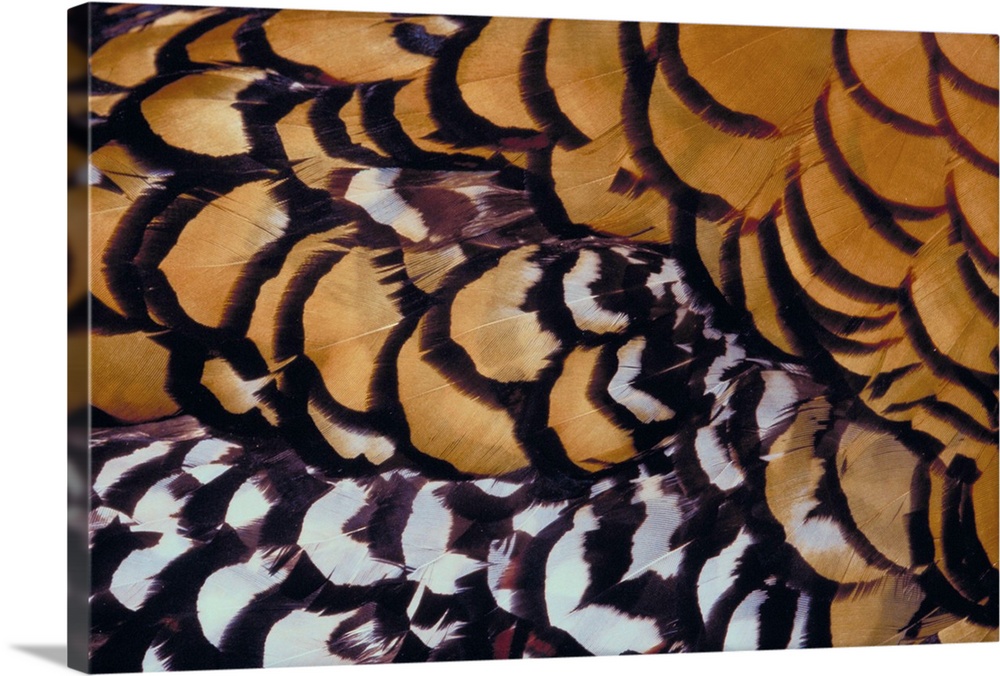 Orange Pheasant feathers close up
