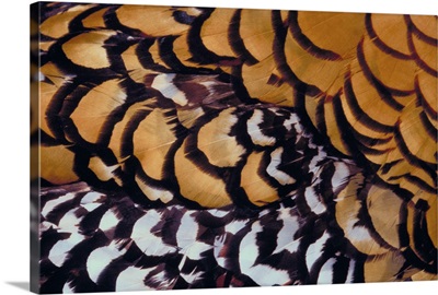 Orange Pheasant feathers close up