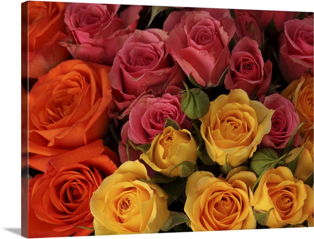 Orange, red, and yellow roses