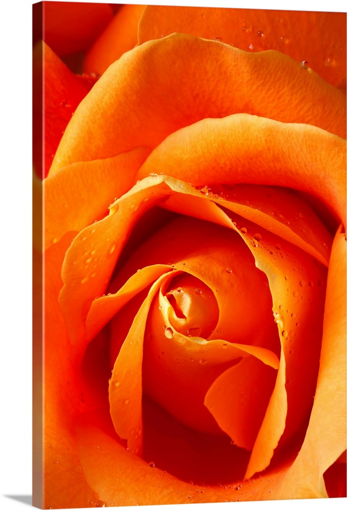 Orange rose close up with dew