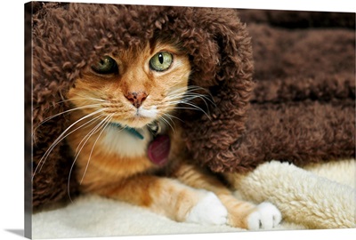 Orange tabby cat peeking out from underneath brown plush blanket.