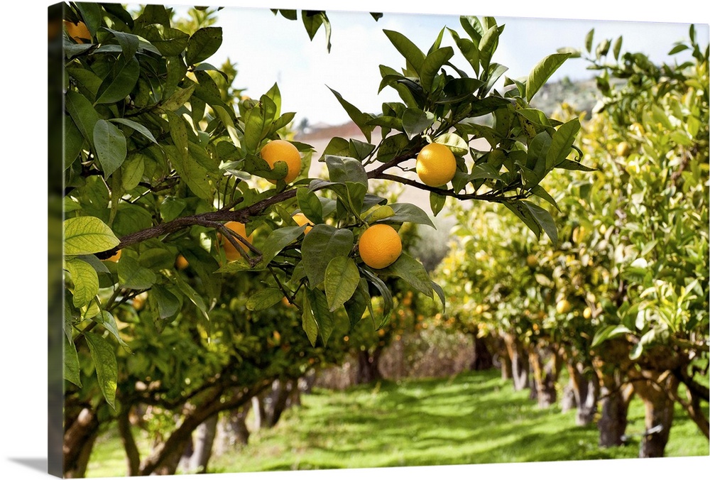 Two rows of Orange trees with close up to some orange fruits.