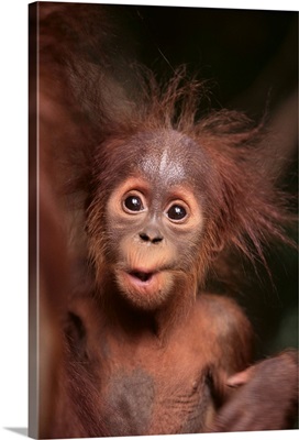 Orangutan And Baby