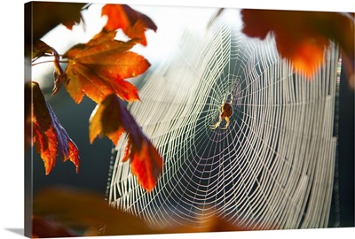 Orb Spider On Its Web