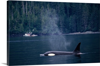 Orca in Johnstone Strait