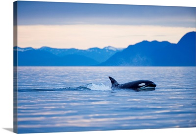 Orca Or Killer Whale In Frederick Sound