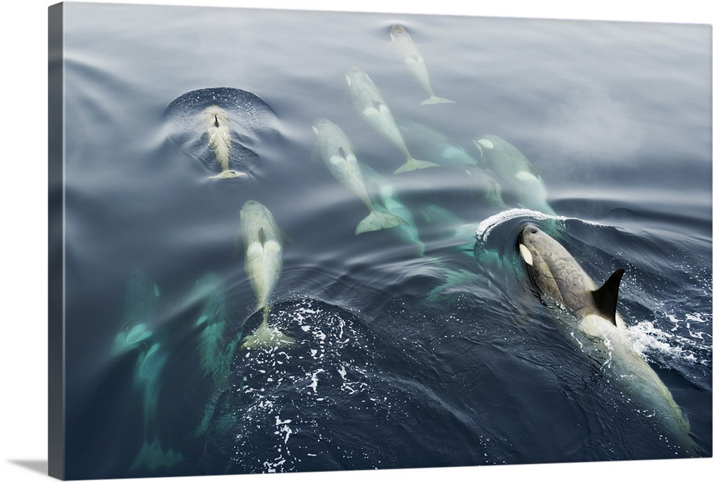A pod of Orcas in Antarctica display unique behavior by bow riding in Antarctica.