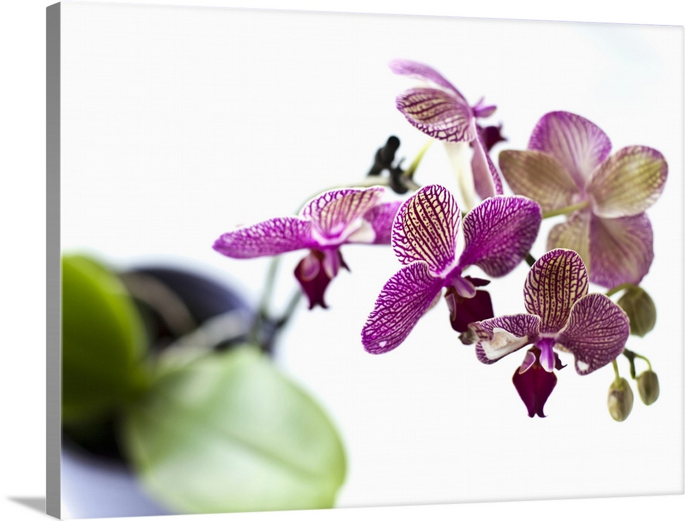 Close up of orchid flower petals