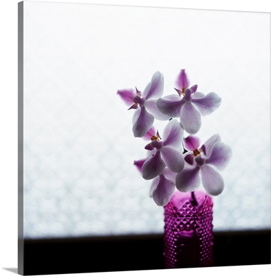 Orchid flowers in a pink vase