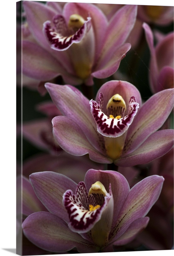 The sub-tropical regions of Sikkim are suitable for the growth of many genera of orchids at Sikkim. Some of these genera a...