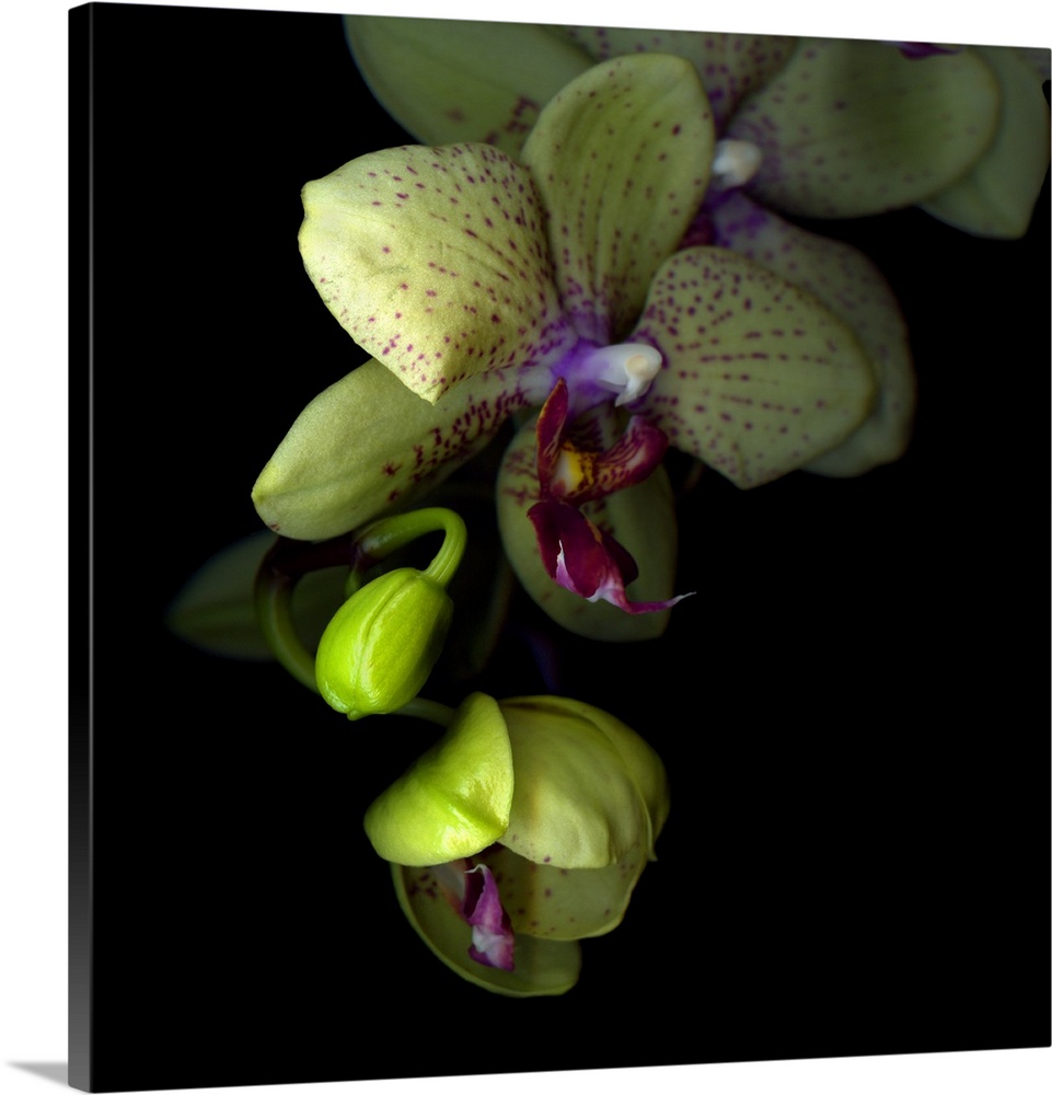 Orchids against dark background.