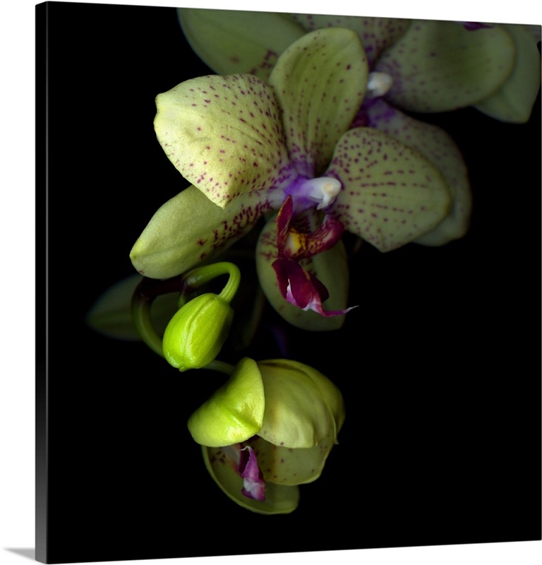 Orchids | Great Big Canvas