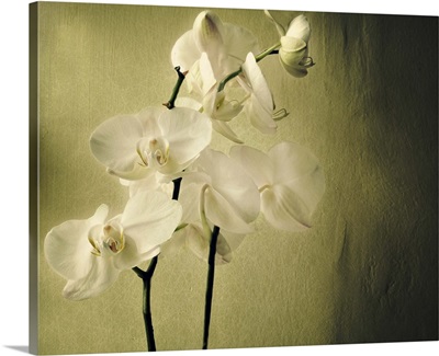 Orchids at green wall