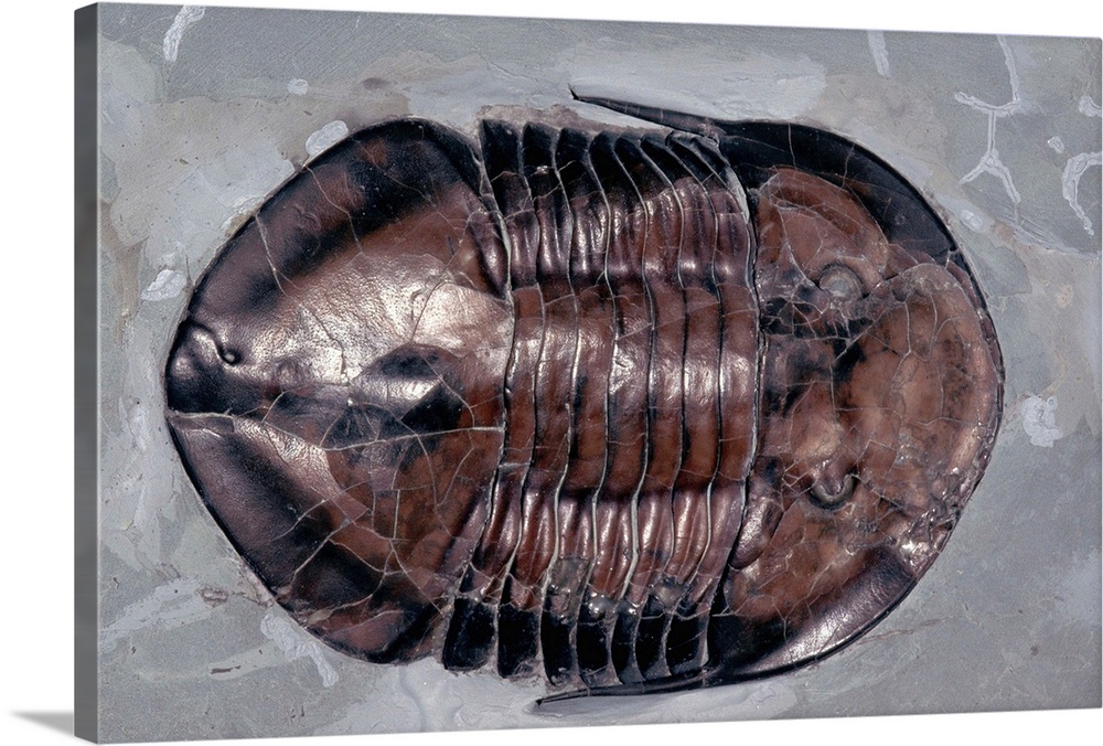 Ordovician Isotelus Gigas Trilobite Fossil