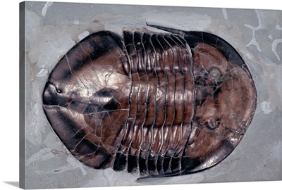 Ordovician Isotelus Gigas Trilobite Fossil