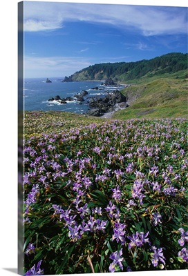 Oregon Coast And Douglas Iris