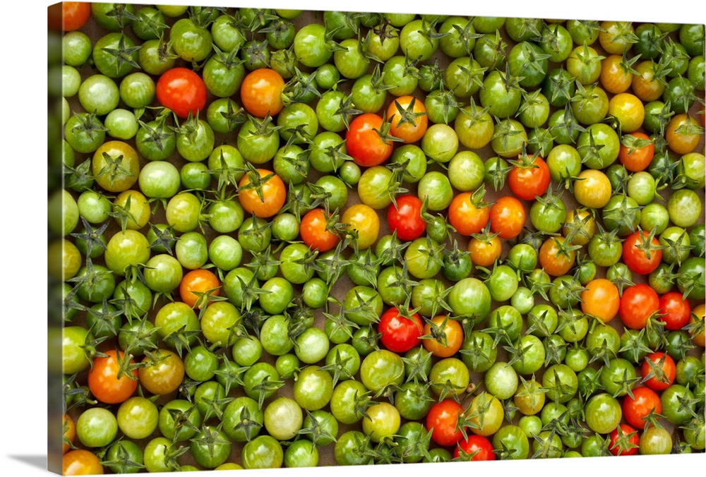 Organic Cherry Tomatoes Laid Out on Cardboard for Ripening