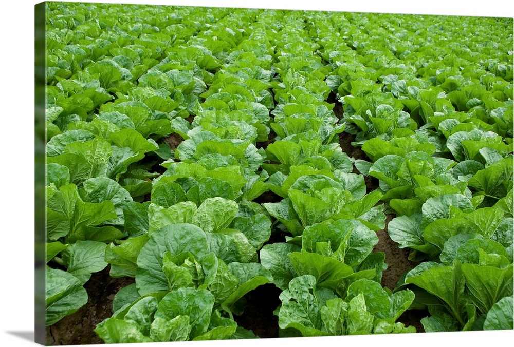 Organic lettuce farm, Aichi Prefecture, Japan