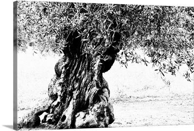 Ornate Tree trunk, Italy