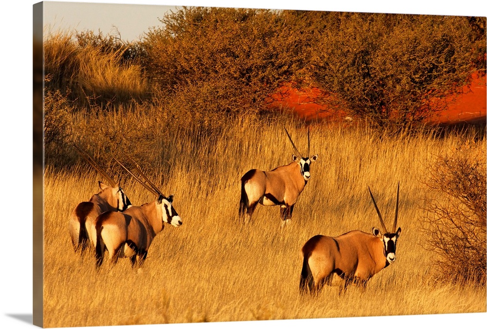 At sunset, four Oryx standing in the yellow grass, with red sand of the Kalahari desert, which appears in the background o...