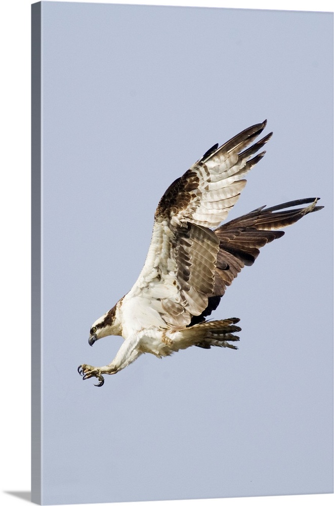 Osprey in flight with talons extended (Pandion haliaetus) Newport Beach,California