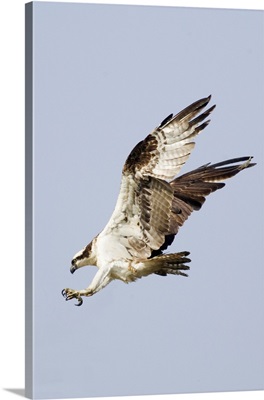 Osprey with extended talons
