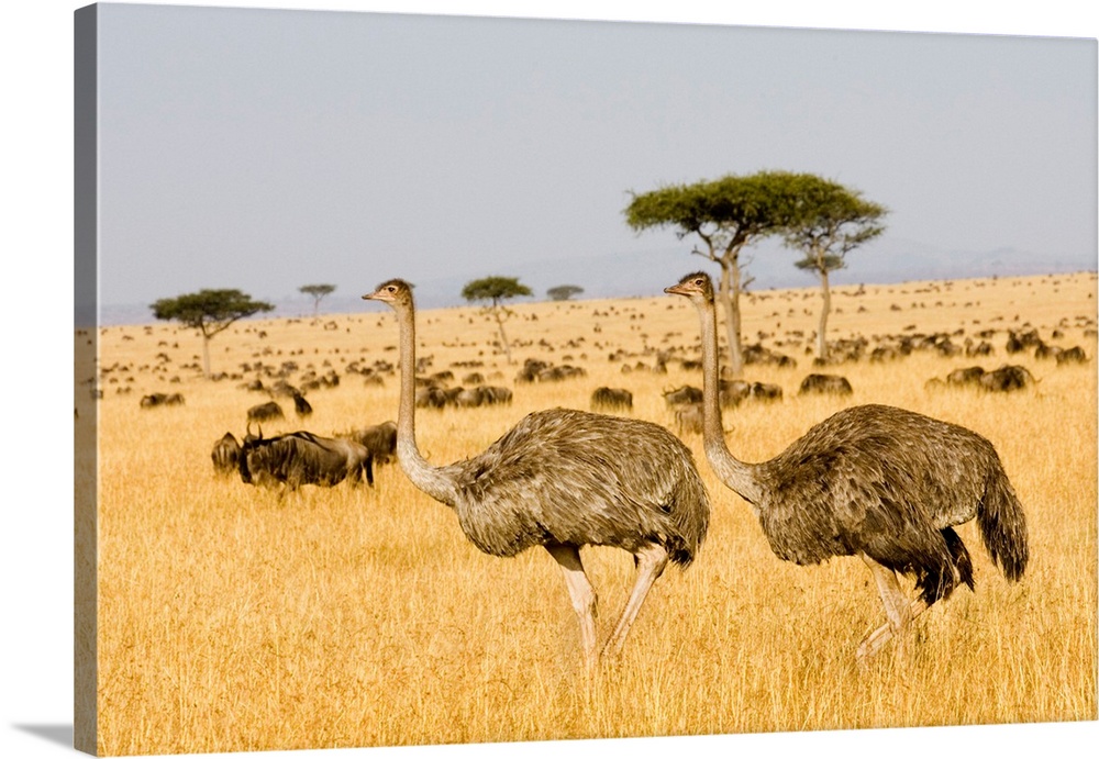 Female ostriches (Struthio camelus) cross the Serengeti plains with Wildebeests in Serengeti National Park.
