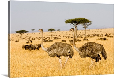 Ostriches And Wildebeests