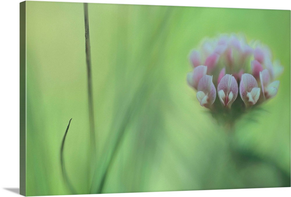 Pacific grove clover (Trifolium polyodon), spring, close-up