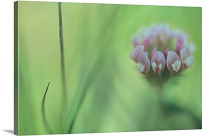 Pacific grove clover, spring, close-up