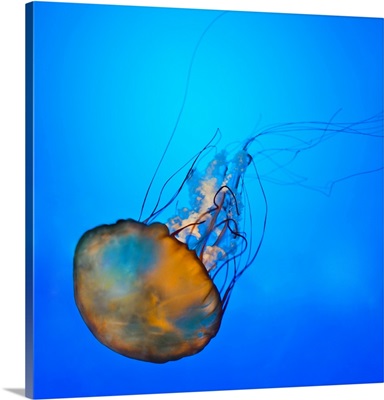 Pacific sea nettle swimming in the Pacific Ocean