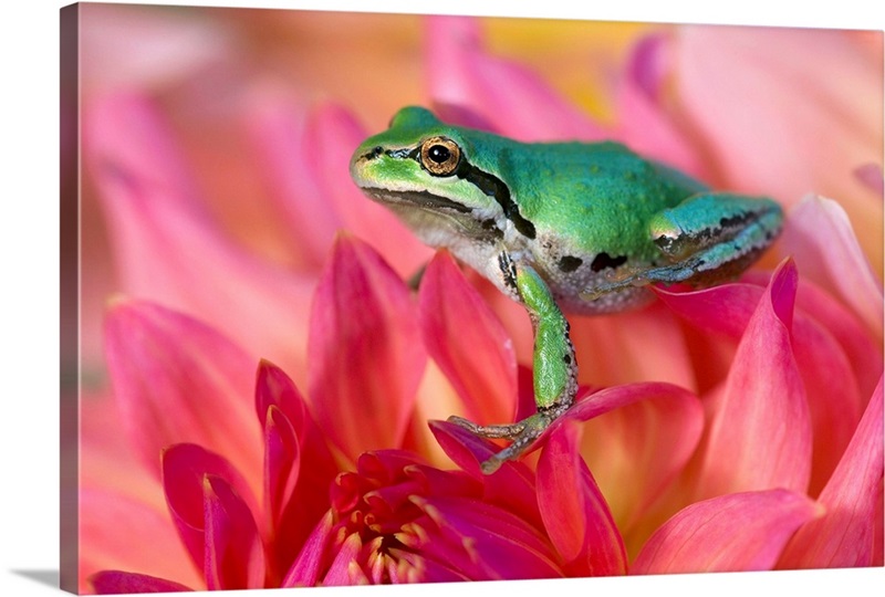 A Opal Neon Diamond Dot Art Painting of a Hyperdetailed Tree Frog Very Tiny  Dots · Creative Fabrica