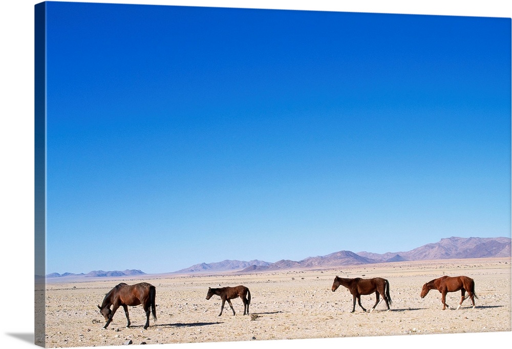 Four wild horses stroll along the Namib Desert in Namib-Naukluft Park near Aus, Namibia.