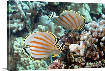Pair of Ornate Butterflyfish on tropical reef
