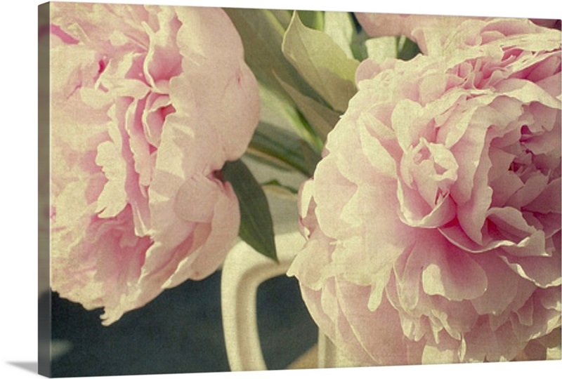 Pale pink peonies in white ironstone vase. Wall Art, Canvas Prints ...