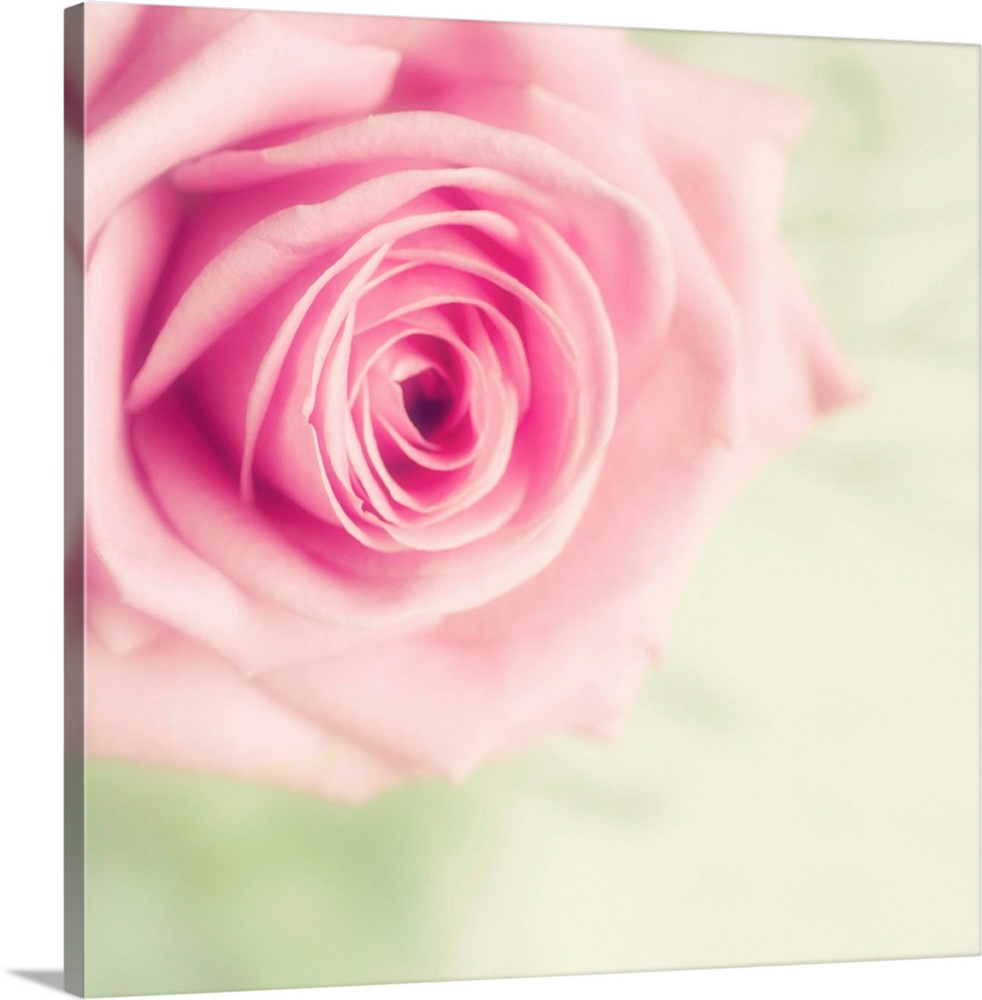 Pale pink rose with pale green background.