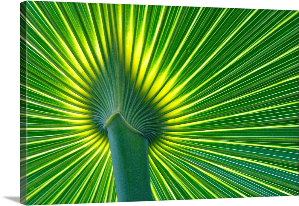 Palm Frond