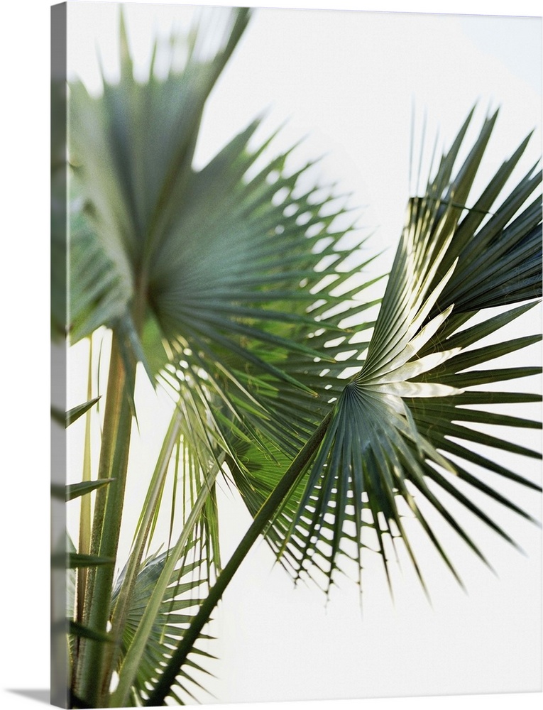 Palm fronds, close-up