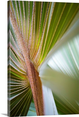 Palm leaves at Waimea Plantation Cottages