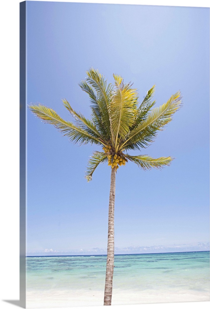 One palm tree on beach against sea under sky.