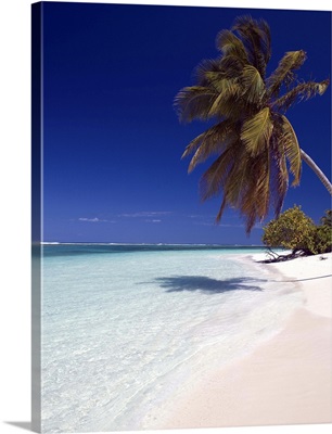 Palm tree on beach