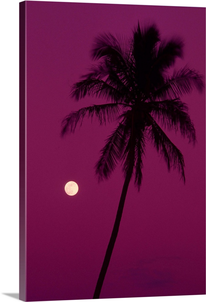 Palm tree with moon in a bright pink sky.