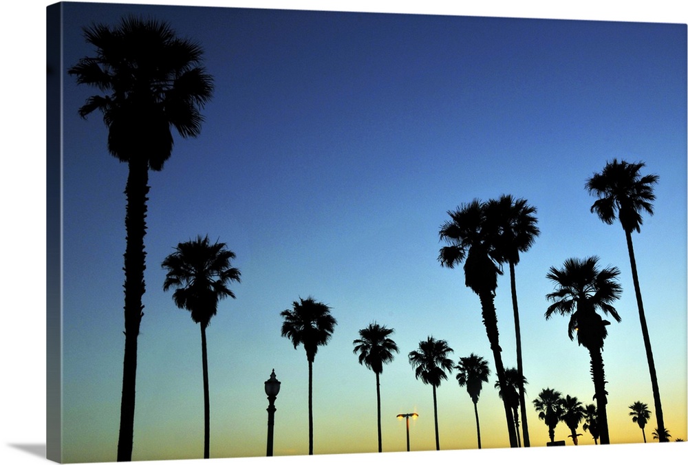 Silhouette of Palm trees in Huntington Beach, California, USA.