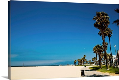 Palm trees along beach, Venice, California