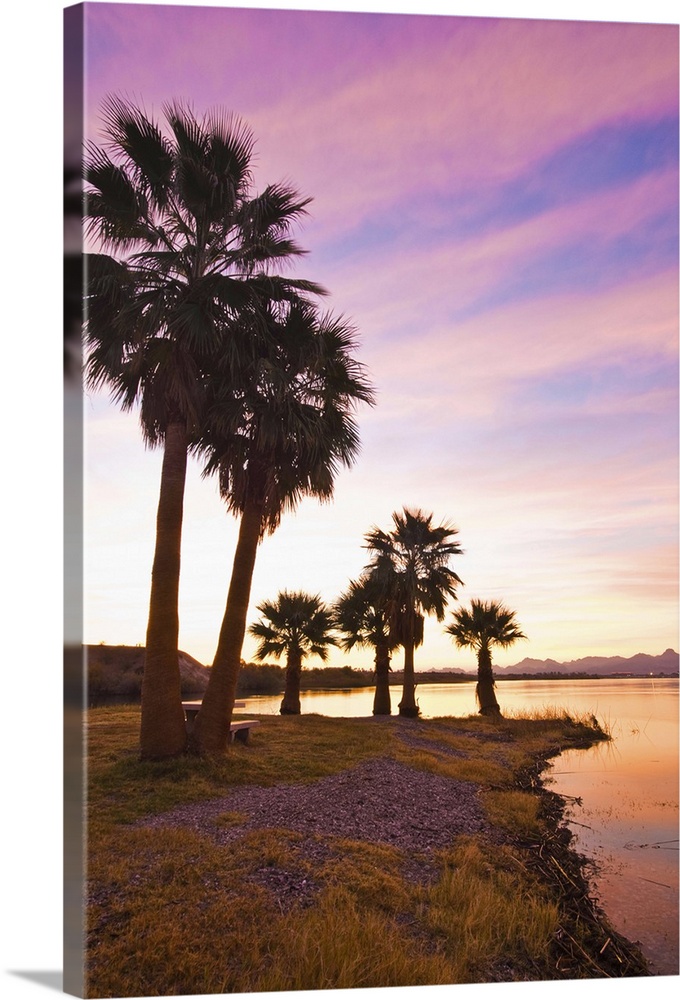 Palm trees and beach, Lake Havasu, Arizona, USA