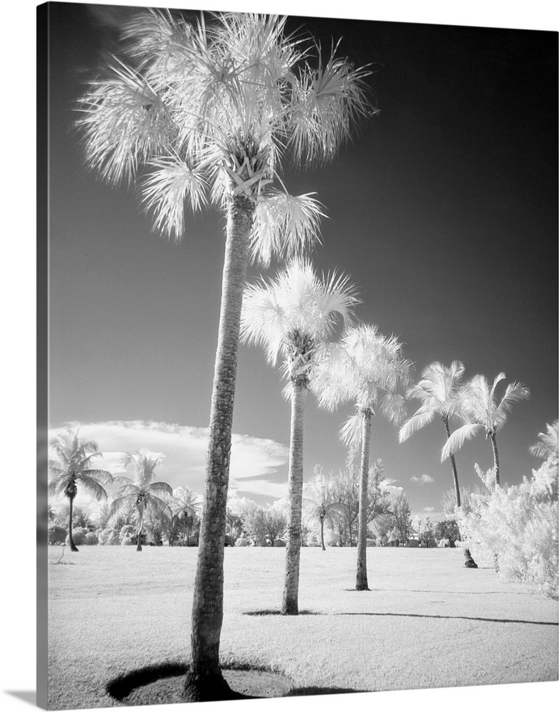 Palm trees at Miami Beach take on a snow-covered appearance as does the rest of the foliage, in this infrared photo of the...