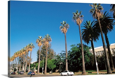 Palm trees on street , Los Angeles , California , USA