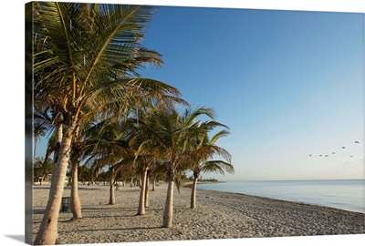 Palm trees (Palma sp.) on beach